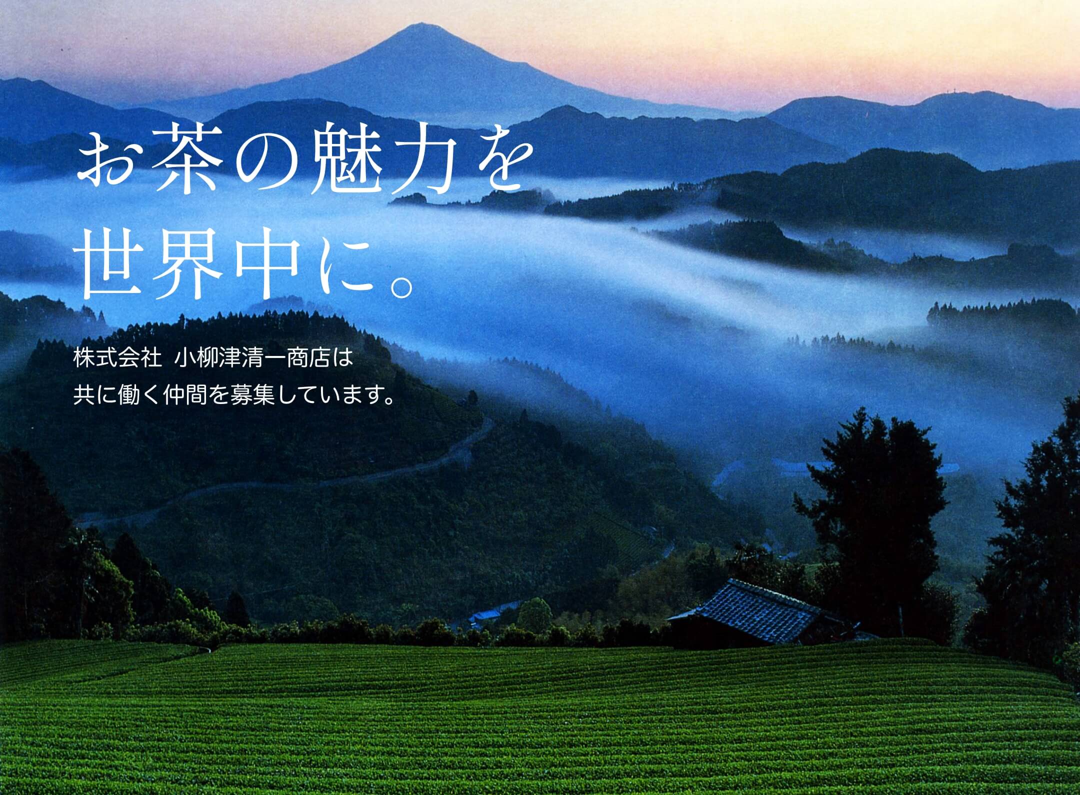 お茶の魅力を世界中に。株式会社 小柳津清一商店は共に働く仲間を募集しています。
